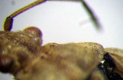 Stictopleurus subtomentosus