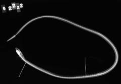 Peppered Garden Eel photo 1