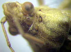 Stictopleurus subtomentosus