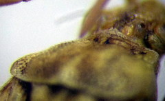 Stictopleurus subtomentosus