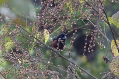 Sporophila angolensis