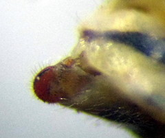 Stictopleurus subtomentosus