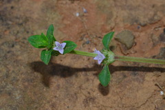 Spermacoce articularis