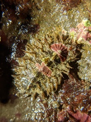 Mopalia ciliata image