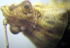 Stictopleurus subtomentosus