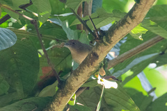 Thamnophilus murinus