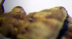 Stictopleurus subtomentosus