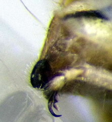 Stictopleurus subtomentosus