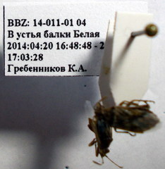 Stictopleurus subtomentosus