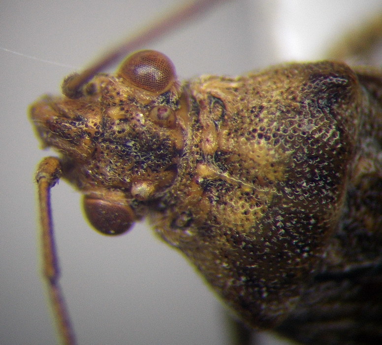 Stictopleurus subtomentosus