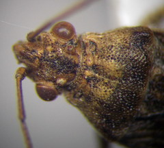 Stictopleurus subtomentosus