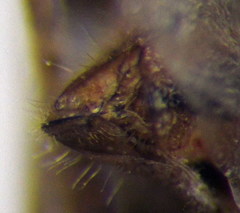 Stictopleurus subtomentosus