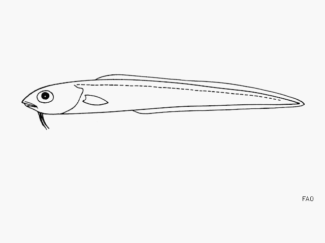 Snake-like Cusk-Eels