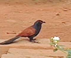 Centropus sinensis parroti