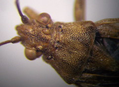 Stictopleurus subtomentosus