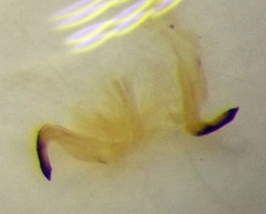 Stictopleurus subtomentosus