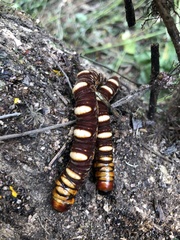 Phassus triangularis