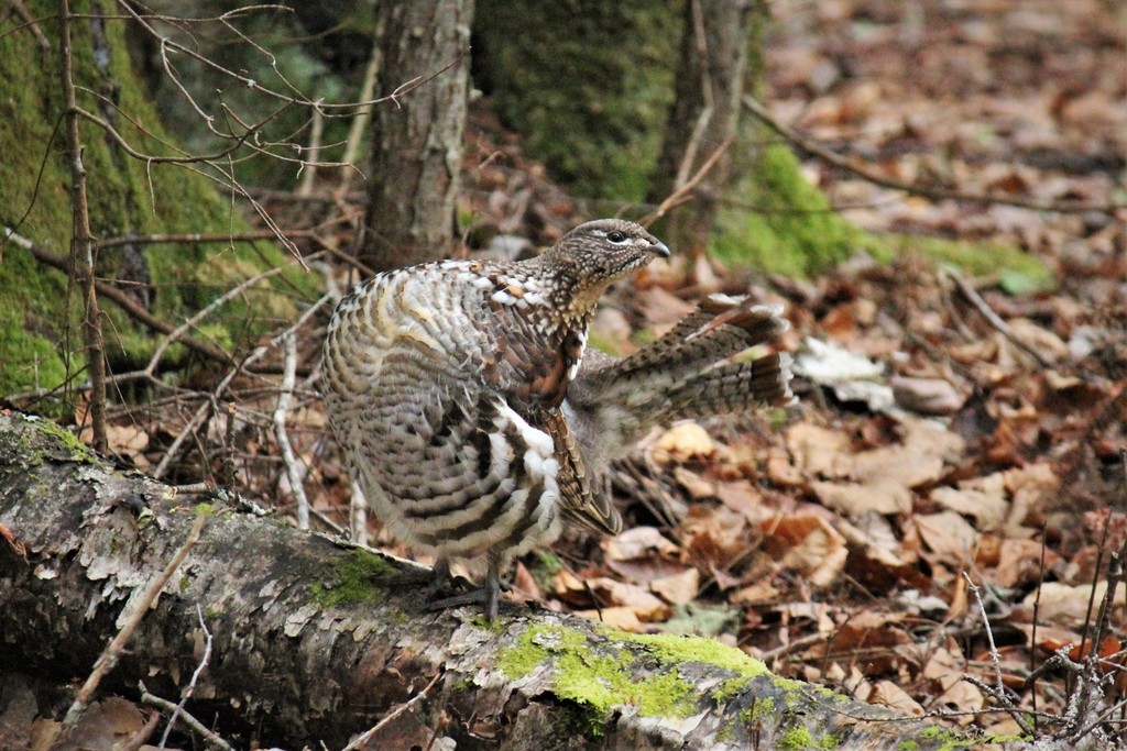 Ruffed Grouse from Thunder Bay District, ON, Canada on November 19 ...