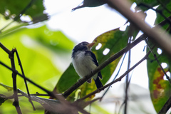 Poecilotriccus capitalis