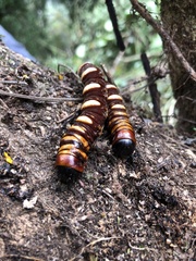 Phassus triangularis