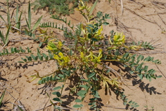 Astragalus altaicola