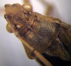 Stictopleurus subtomentosus