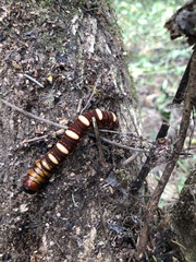 Phassus triangularis