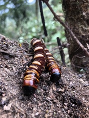 Phassus triangularis