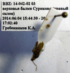 Stictopleurus subtomentosus