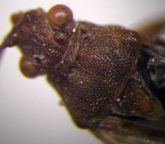 Stictopleurus subtomentosus