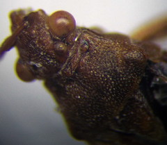 Stictopleurus subtomentosus