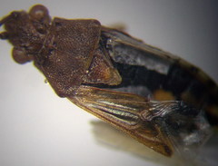 Stictopleurus subtomentosus