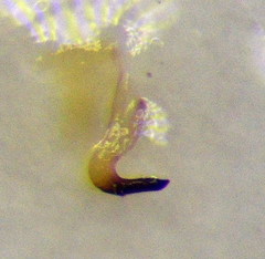 Stictopleurus subtomentosus