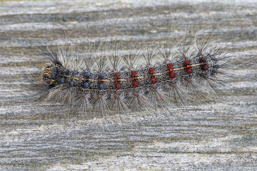 Spongy Moth, photo 2 of 10