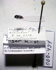 Strongylocoris niger