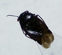 Strongylocoris niger