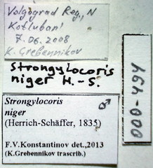 Strongylocoris niger