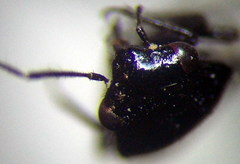 Strongylocoris niger