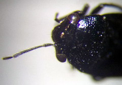 Strongylocoris niger
