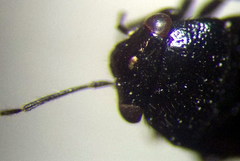 Strongylocoris niger