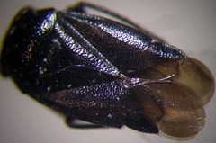 Strongylocoris niger