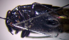 Strongylocoris niger