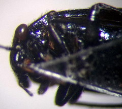 Strongylocoris niger
