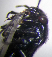 Strongylocoris niger