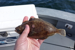 Citharichthys sordidus