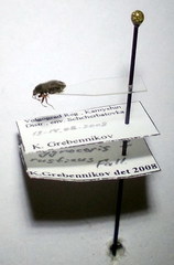 Stygnocoris rusticus