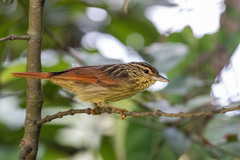 Ancistrops strigilatus