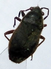 Stygnocoris rusticus