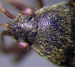 Stygnocoris rusticus