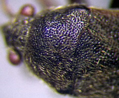 Stygnocoris rusticus